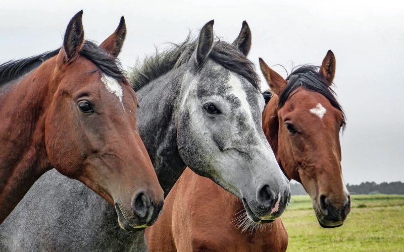Jak prawidłowo żywić konia?